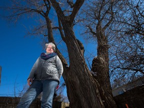 Lynn Griffiths is the owner of a cottonwood tree in a back yard on Rochester Street. Because of its age, 118 years, and condition, it's having to be cut down.   Photo by Wayne Cuddington/ Postmedia
