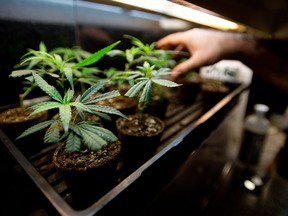 Marijuana plants sit under a light waiting to be sold at CALM in Toronto.