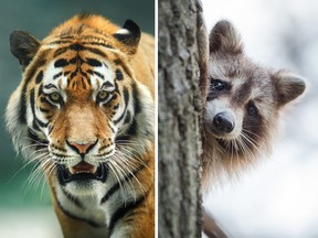 In this stock photo, a tiger and raccoon are seen side-by-side.