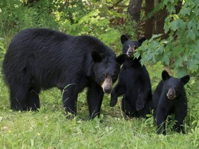 In this stock photo, a black bear and her two cubs stand in a forest clearing in Ontario.
