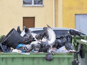 In this stock photo, pigeons rummage through a dumpster looking for food.