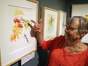 Barbara van Blomestein of Calgary shows details she had to work on for her art of the American mountain-ash. A new National exhibition of botanical art opens at Canadian Museum of Nature, May 10, 2018. It is called Art of the Plant.
