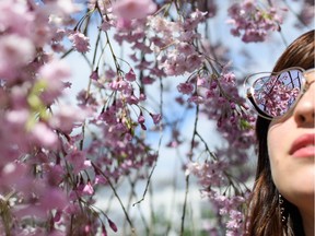 Blossoms reflected in a woman's sunglasses.