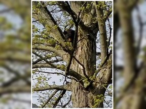 A black bear was spotted sleeping in a tree above a playground in Manchester, N.H. (Manchester Police Department photo)