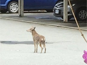 A coyote attacked a 4-year-old Burnaby boy on Tuesday afternoon, the B.C. Conservation Officer Service reports.