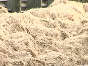 About 40,000 pounds of chicken feathers were dumped on a Washington state highway after a tractor-trailer overturned. (KIRO-7)