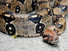 "Eva", a more than two meters long boa constrictor, protects some of its thirty-one offsprings, three days after birth on June 4, 2008 at the National Biodiversity Institute (INBIO) park in Santo Domingo de Heredia, some 30 km north of San Jose. (Boa constrictor on loose not pictured)