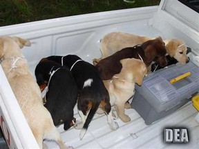 This 2005 photo provided by U.S. Drug Enforcement Administration officials shows puppies rescued from a farm in Colombia destined for use by a U.S. veterinarian working for a Colombian drug trafficking ring.