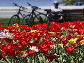 Close to one million tulips of 100 varieties will brighten flower beds around Ottawa and Gatineau during this year's Tulip Festival.