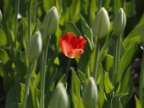 Tulips near Dow's Lake in Ottawa