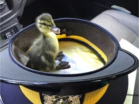 A duckling is currently being cared for by the Wildlife Rescue after its mother was hit and killed by a car in Burnaby earlier this month.