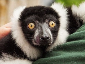 JC, a black and white ruffled lemur recently stolen from an Ontario zoo, was recovered in Quebec overnight, OPP said Sunday.
