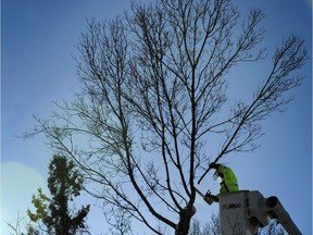 The city of Gatineau says it is too dangerous to leave ash trees standing, even if they're currently healthy.