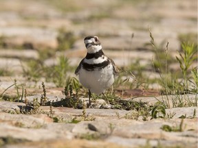 A killdeer has laid eggs in a nest on the grounds of the Canadian War Museum where staging has begun for this years Bluesfest. June 25, 2018. Errol McGihon/Postmedia