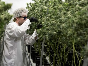 In this file photo from December 2016, an employee trims plants at Tweed Inc. in Smith Falls.