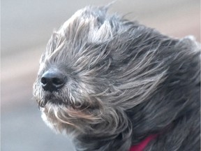 "YES, IT'S A LITTLE WINDY."