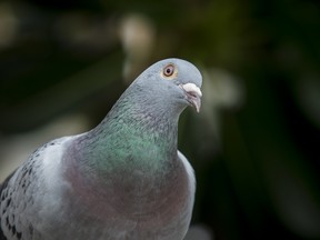 close up beautiful sport racing pigeon bird outdoor