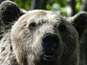 A bear stands in the forest on the mountain of Nymfeo, northern Greece, on April 23, 2018. (Aris Messinis/Getty Images)