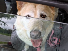 Owners who leave their pets in vehicles can face charges under the Ontario SPCA Act or the Criminal Code.