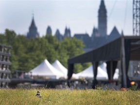 The Bluesfest killdeers remained on their nest Friday, with just six days to go before the festival starts.