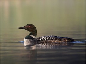 Common loon on a lake. Getty Images/iStockphoto