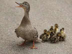 A mother duck protects her brace of ducklings.
