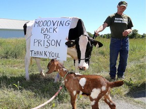 Morning Joy the cow with farmer Jeff Peters with Billy the goat at Thursday's announcement that the prison farms which will feature cows and goats is being reinstated