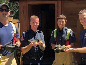 Ottawa Fire Services Feel Good Friday-firefighters rescued 5 day old ducklings that fell into backyard sewer grate in South Ottawa. They were reunited quickly with their mother.