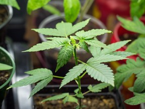 marijuana plant growing indoor under neon lights
