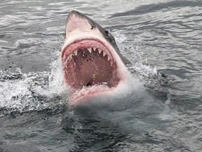 File photo of a great white shark.