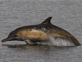 A long-beaked common dolphin, rarely found in northern waters, arcs out of the water in Puget Sound in 2011.
