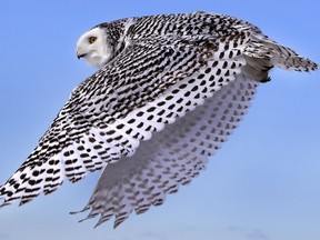 A snowy owl is shown in flight.