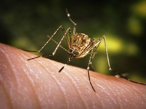 A mosquito on a person's arm.