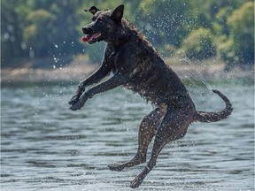 A dog plays in water.