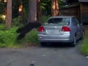 A hungry bear jumps out of a car in South Lake Tahoe.