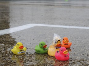 Rain falls on toy ducks.