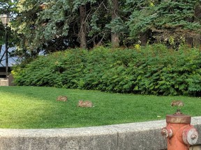 Small colony of bunnies enjoying a snack on roof of Rideau Centre.