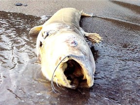 Reports have been coming in to the Ottawa Riverkeeper from around Hawkesbury, 110 kilometres east of Ottawa, that there have been more dead fish than in an average year. File photo