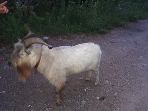 Ottawa bylaw officer found a lost goat in the city’s Woodlawn area.