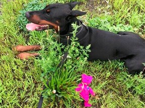 In this image provided by the Massachusetts State Police, a Doberman pinscher lies next to a stuffed teddy bear thrown to it by a state trooper in a successful effort to lure if off the highway, Sunday, Aug. 12, 2018, along Interstate 291 in Springfield, Mass.
