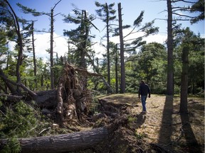 Large trees were uprooted and torn down by a tornado that passed through a portion of White Lake on Friday.