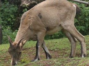 This undated handout photo issued by Paignton Zoo shows a West Caucasian tur which got out of its enclosure at the zoo in Devon.