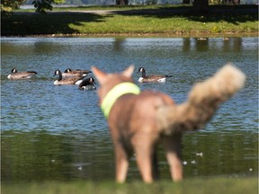 A decoy coyote named Cayou, or Caillou, depending on how you spell it, is being used to combat the presence of Canada Geese at Andrew Haydon Park. Wayne Cuddington/Postmedia