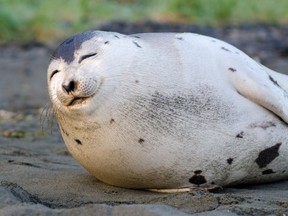 What began as a unique photo opportunity ended in sadness, as a young harp seal who charmed spectators on the sandy shores of a popular Newfoundland beach was found dead on Wednesday.