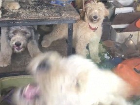 Screengrab of video showing dogs locked in a shed on a property near Beachburg, about 120 km west of Ottawa.