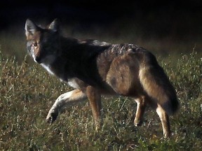 FILES: Coyote in a field in Ottawa