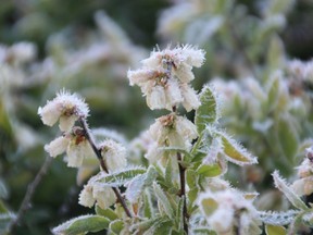 This flower isn't too thrilled with the cold weather. Neither are we.