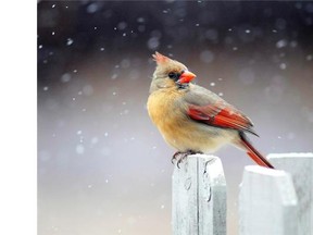 A cardinal perches on a fence post as snow flurries swirl.