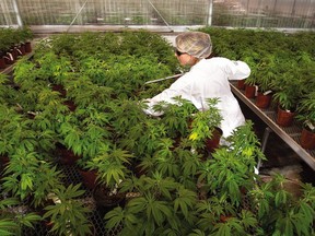 Young plants are given a watering during a tour of Hydropothecary, a medical marijuana plant in Masson, Quebec, Nov. 27, 2017.