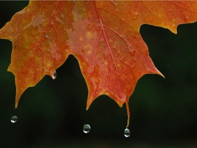 Rain falls off a maple leaf.